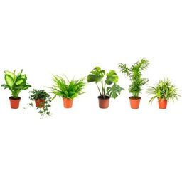 Set 6 Plantas Interior Poca Luz DECOALIVE: Dieffenbachia