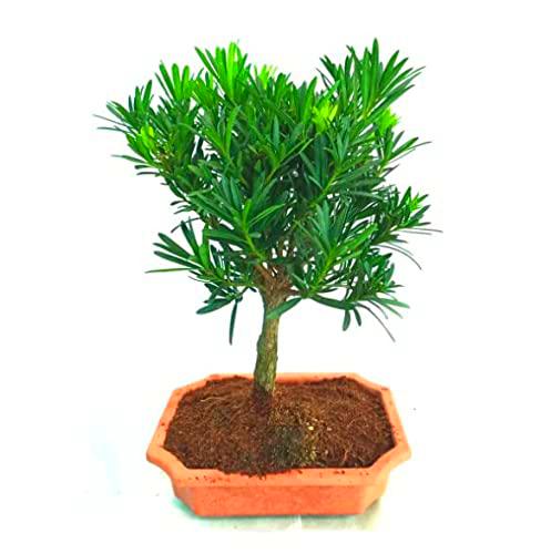 Podocarpus Natural Bonsái de Hoja Perenne