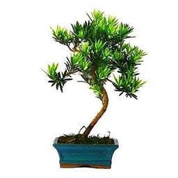 Bonsái Natural de Podocarpus Árbol Resistente