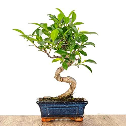 Bonsái Natural de Citrus Myrtifolia Árbol Resistente Conocido como Narajo de la China