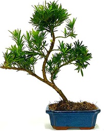 Bonsái Podocarpus Natural Fácil de mantener