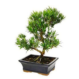 Podocarpus Bonsái Natural Perfecto para Decorar Cualquier Rincón del Hogar