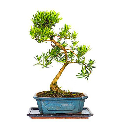 Bonsái Podocarpus Árbol Natural para Principiantes