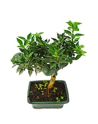 Citrus Myrtifolia Bonsái Natural Perfecto para Decorar Cualquier Rincón del Hogar