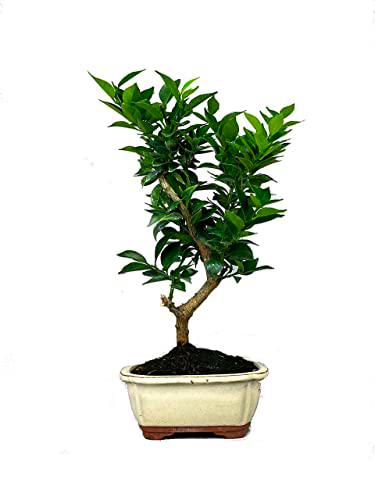 Bonsái Citrus Myrtifolia Árbol Natural para Principiantes