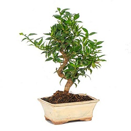 Bonsái Citrus Myrtifolia Natural Árbol Popular por su Bello Aspecto