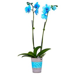 Orquídea Azul PREMIUM Planta Natural con Flores Azules