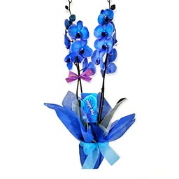 Orquídea Royal Blue PREMIUM Planta Exclusiva de Interior con Flores Azules