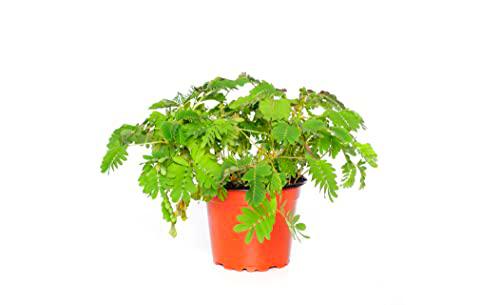 Planta Natural - Mimosa Pudica - Perfecta para el Hogar o la Oficina