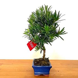 Bonsái Podocarpus Natural Fácil de Cuidar