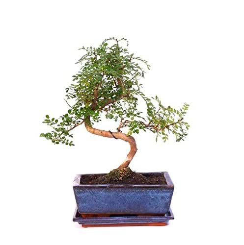 Bonsái de Zanthoxylum Piperitum Natural Árbol Perfecto para Decorar