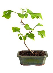 Bonsái Ginkgo Biloba Natural Árbol Fácil de Mantener