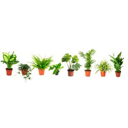 Pack de 8 Plantas de Interior Naturales Que Toleran la Oscuridad Plantas Que Viven con muy Poca Luz