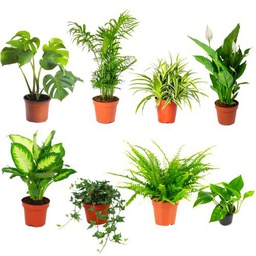 DECOALIVE | Pack Poca Luz I | Set de 8 Plantas de Interior Naturales Que Necesitan Poca Luz