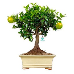 Bonsái de Citrus Myrtifolia Árbol Ideal para Decorar el Hogar o la Oficina