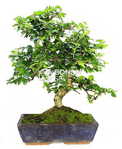 Bonsai - Carmona, 16 Años (Bonsai Sei - Carmona Microphylla)