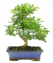 Bonsai - Falso pinimiento, 16 Años (Bonsai Sei - Zanthoxylum Piperitum)