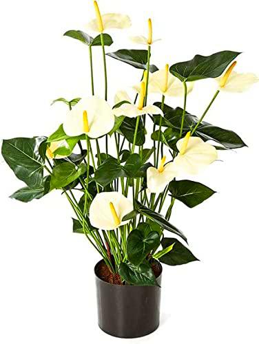 Anthurium Blanco Alaska PREMIUM Planta de Interior ± 65cm Altura con Flores Blancas