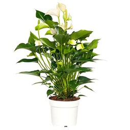 Anturio Blanco Snow PREMIUM Planta de Interior ± 65cm Altura con Flores Blancas Anthurium