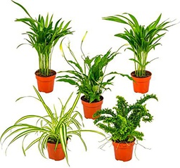 Tropical Pack DECOALIVE Set de 5 Plantas | Palmera Areca