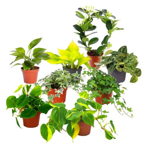 Plantas Trepadoras DECOALIVE Pack Premium: Jazmín de Madagascar