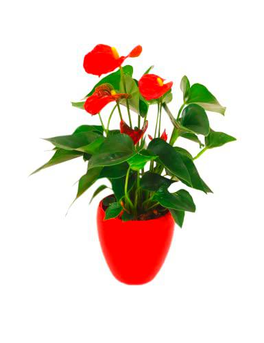 Faxiflora Planta de anthurium rojo