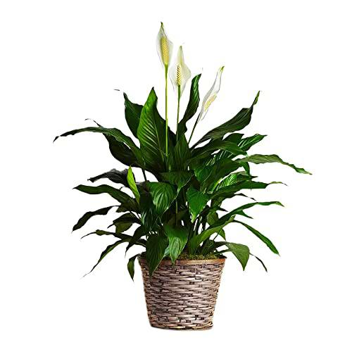 Faxiflora Planta de Spathiphyllum