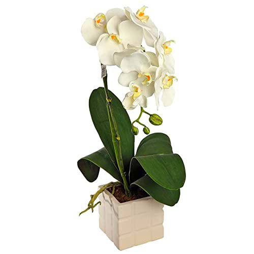 Faxiflora Planta de orquídea blanca de dos ramas