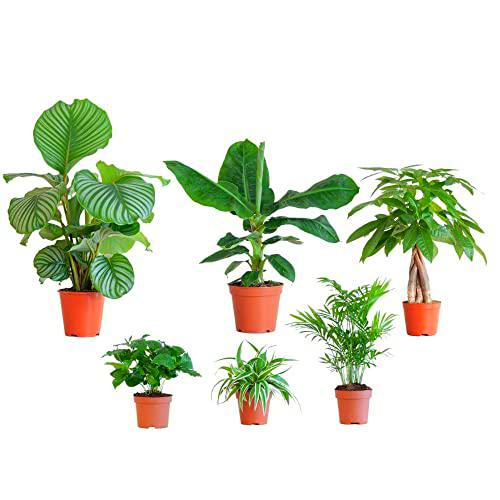 BloomPost Animal Friendly Box L - Plantas de Interior