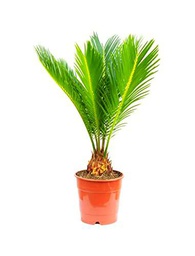 Palmera Cyca Natural Planta para Exteriores