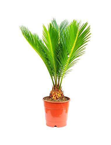 Palmera Cyca Natural Planta para Exteriores