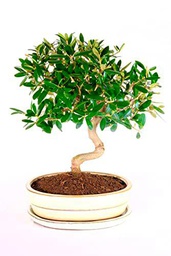 Bonsái Vivo Árbol Olivo Planta Natural para el Hogar Árbol Bonsái Olivo