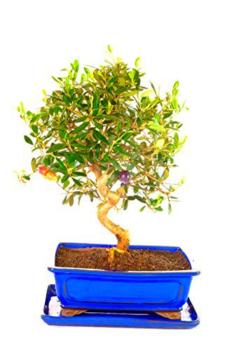 Árbol Olivo Bonsái Maceta Cerámica Ornamental Planta Natural para Decorar el Hogar Bonsá Aceitunero