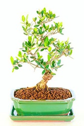 Bonsái Olivo | DECOALIVE | Maceta de Cerámica | Regalo Premium | Planta Natural