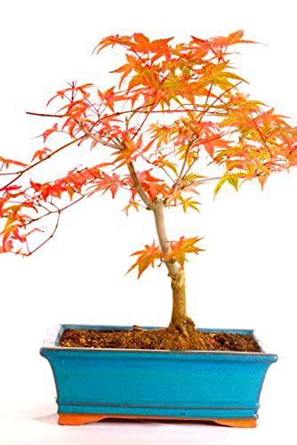 Planta Natural Original Bonsái Acer Palmatum Arce Enano Japonés