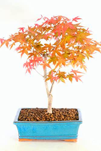 Árbol Natural en Bonsái Acer Palmatum Arce Enano Japonés