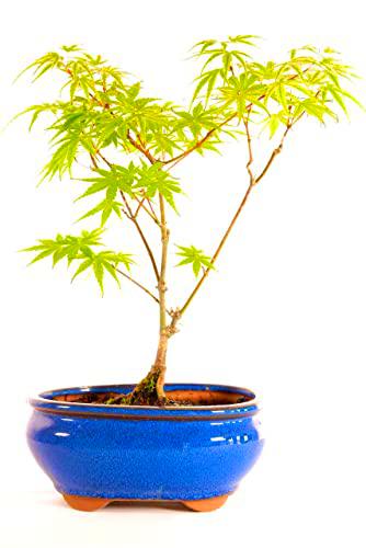 Bonsái Acer Palmatum DECOALIVE Árbol de Arce Natural con Hojas Increíbles