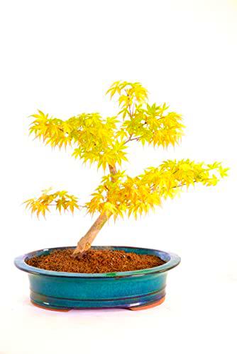 Increíble Bonsái Árbol Arce Japonés Hojas Rojas, Amarillas y Verdes