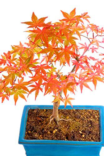 Bonsái Arce Palmeado Japonés Acer Palmatum Planta Natural