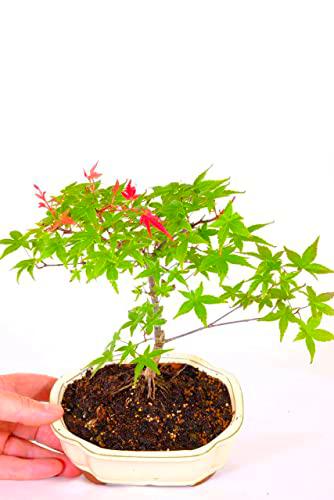 Bonsái Vivo Natural Árbol Arce Japonés Acer Palmatum