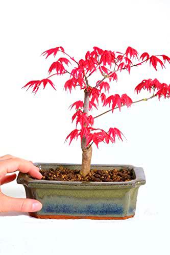 Bonsái Acer Palmatum PREMIUM Bonsái Japonés Árbol Arce