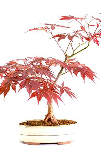 Bonsái Vivo Árbol Acer Palmatum o Arce Japonés