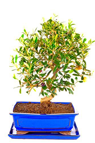 Bonsái Olea Europaea PREMIUM Bonsái de Árbol de Olivo Natural