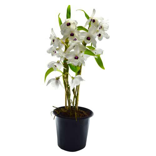 Orquídea Dendrobium Nobile Blanco Flor Natural de Interior de Fácil Cuidado