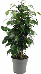 Ficus Benjamina Danielle Planta Natural de Interior