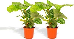 Duo Calathea Orbifolia Set de 2 Plantas de Interior Naturales