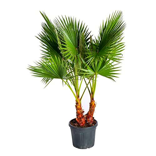 DECOALIVE Palmera Hojas Abanico Washingtonia Robusta