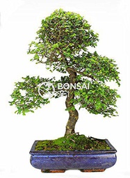 Bonsai - Olmo chino, 16 Años (Bonsai Sei - Zelkova Parvifolia)