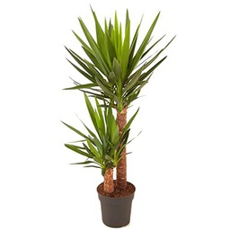 Planta de Yucca Elephantipes de 100cm 2 Troncos - Belleza Natural y Sencilla para tu Hogar