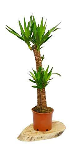 Planta de Yucca Elephantipes de 100cm 2 Troncos - Belleza Natural y Saludable para tu Hogar